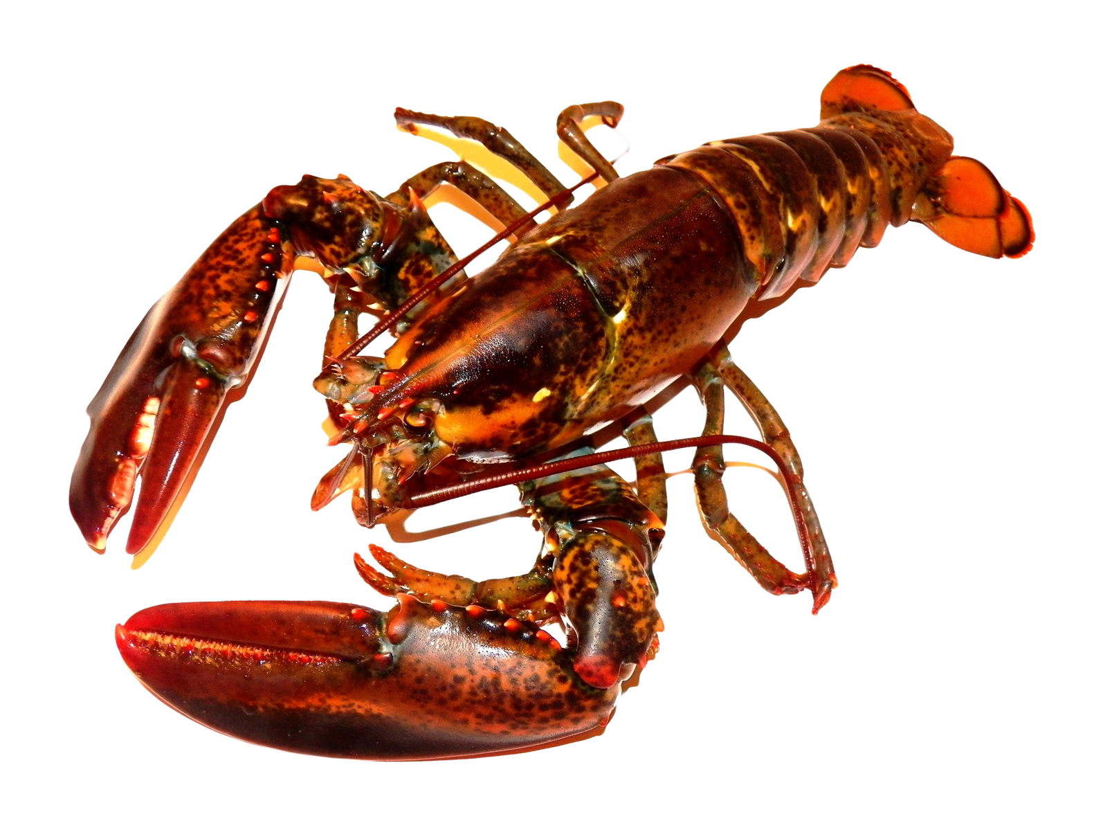 Juvenile American Lobster PNG High-Quality Image