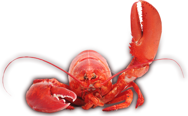 Juvenile American Lobster PNG Image Background
