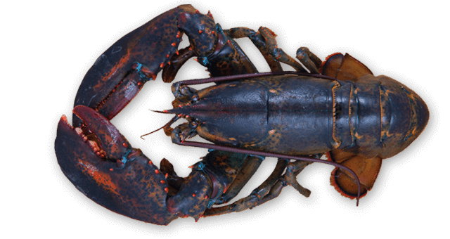 Juvenile American Lobster PNG Picture