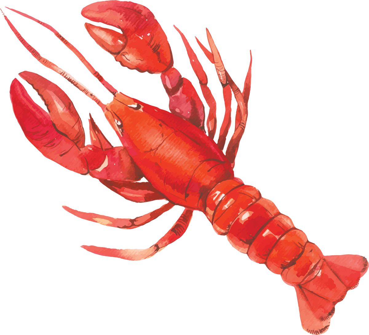 Juvenile American Lobster PNG Transparent Image