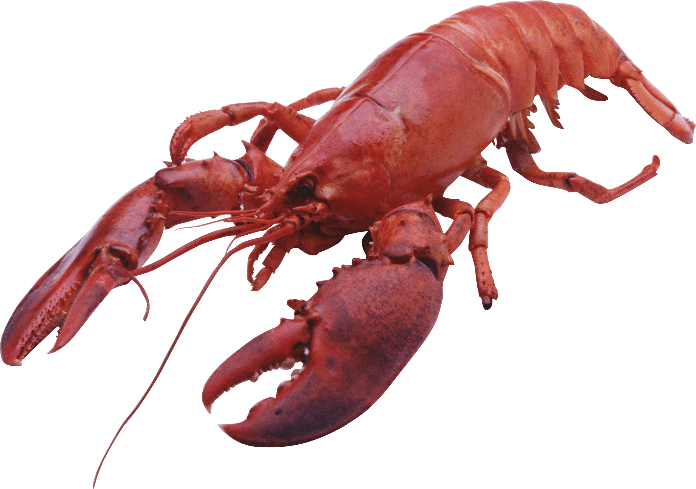 Juvenile American Lobster Transparent Background PNG