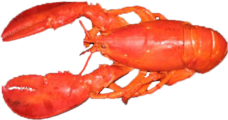 Juvenile American Lobster Transparent Images