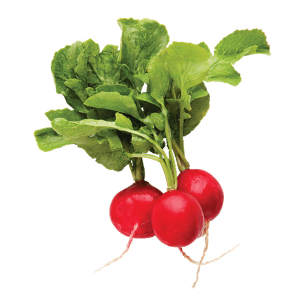 Radish Vegetable Download Transparent PNG Image