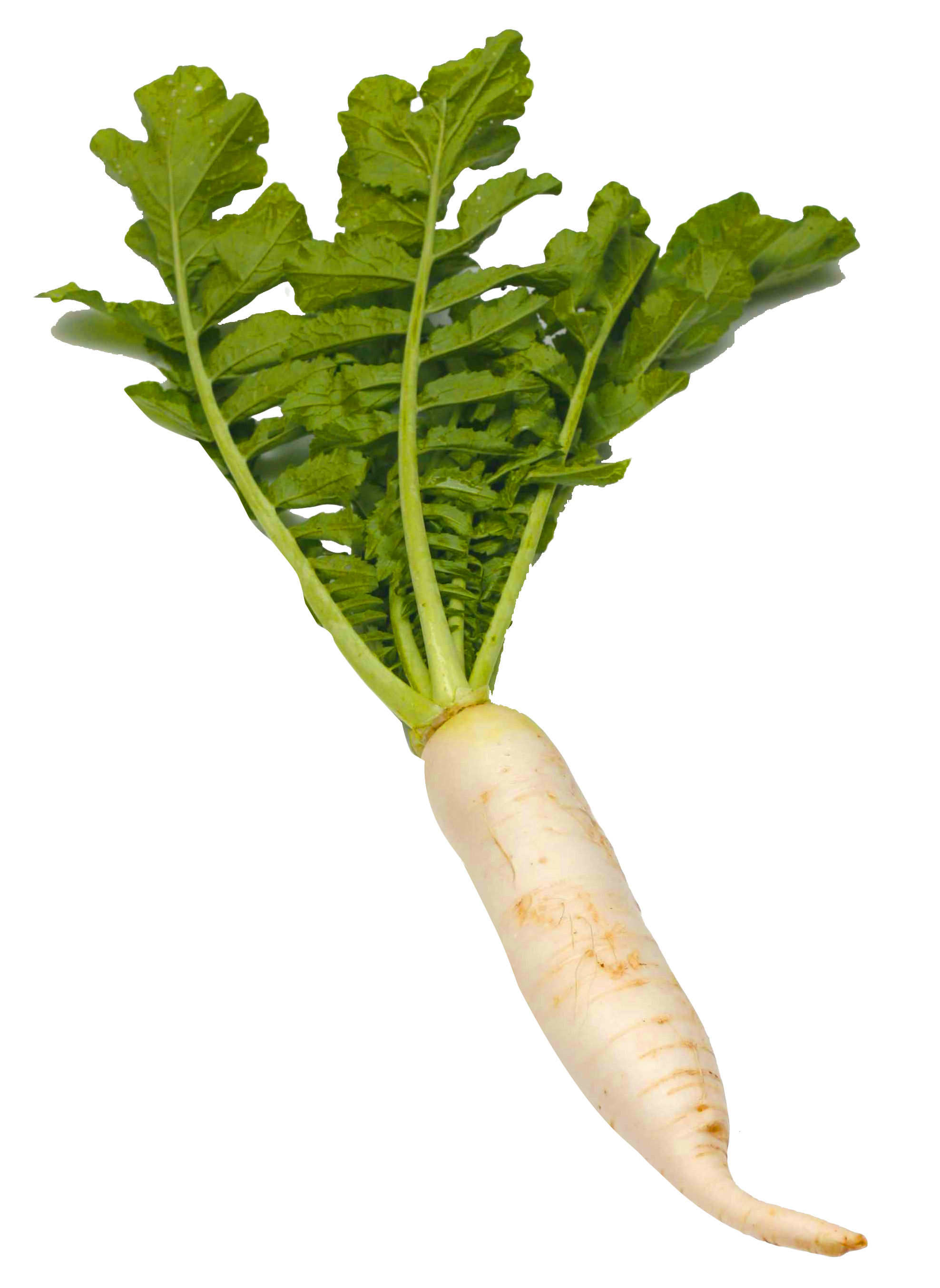 Radish Vegetable Free PNG Image