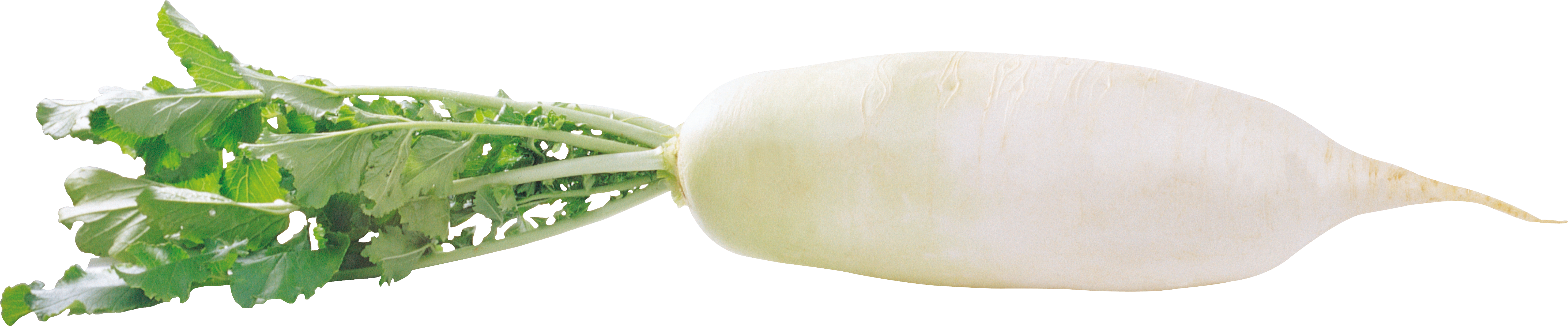 Radish Vegetable PNG Download Image