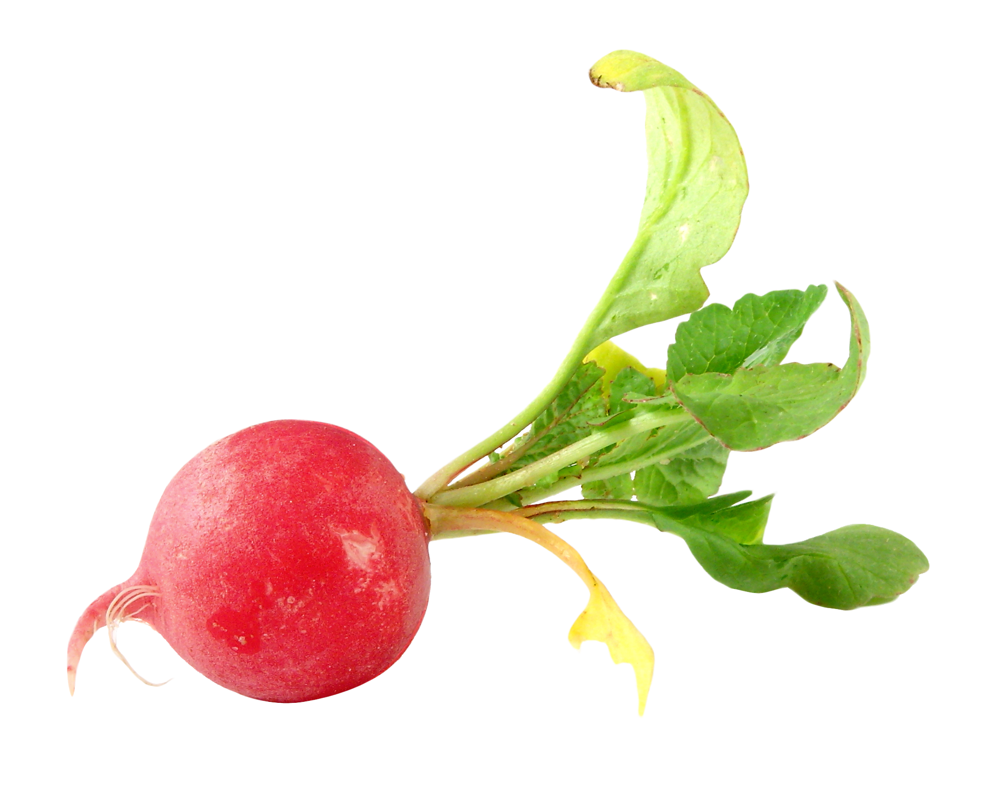 Radish Vegetable PNG Picture