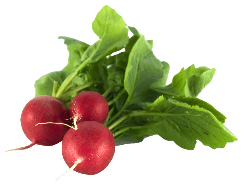 Fond Transparent de légumes radis