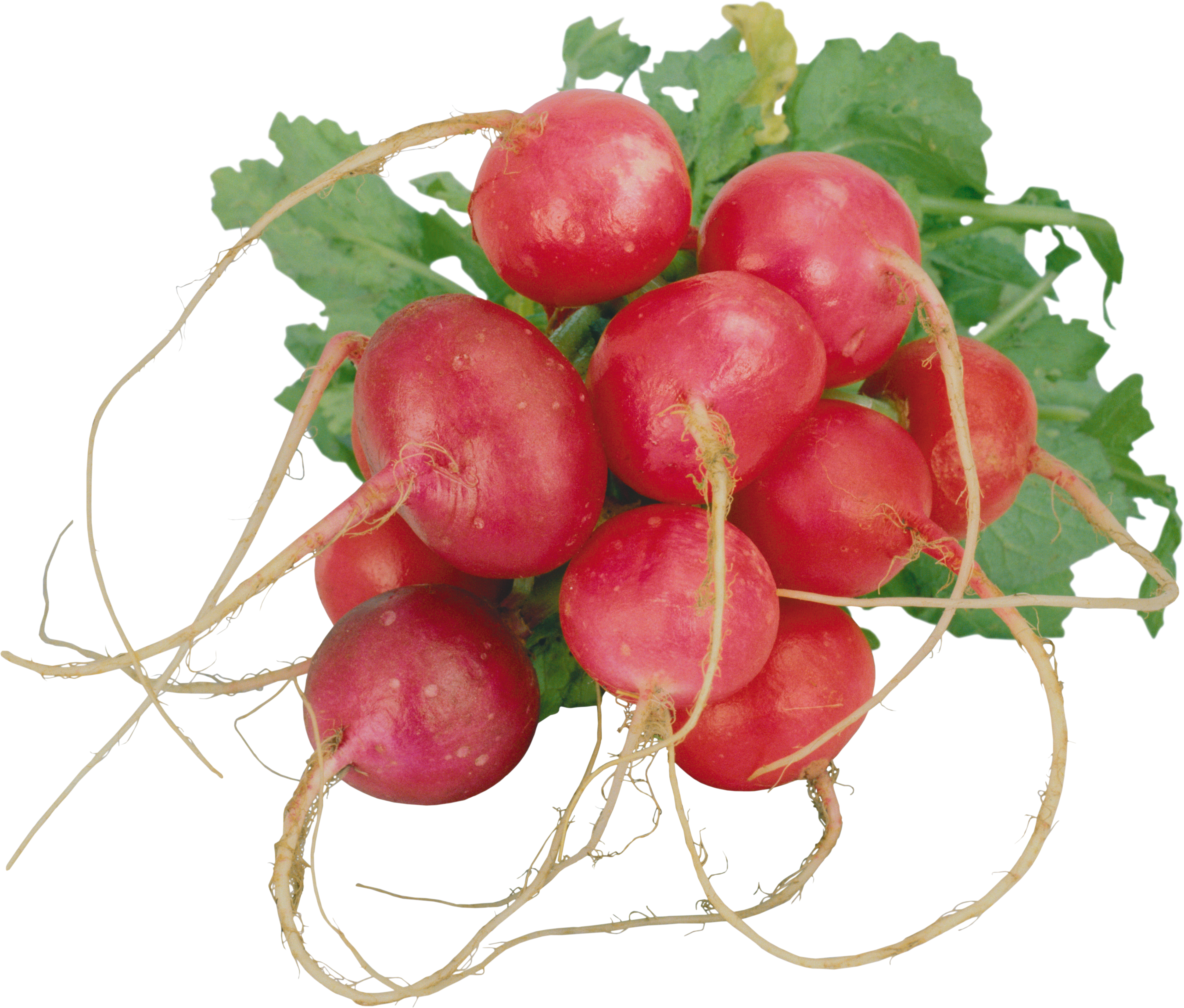 Image de fond radis rouge radis rouge