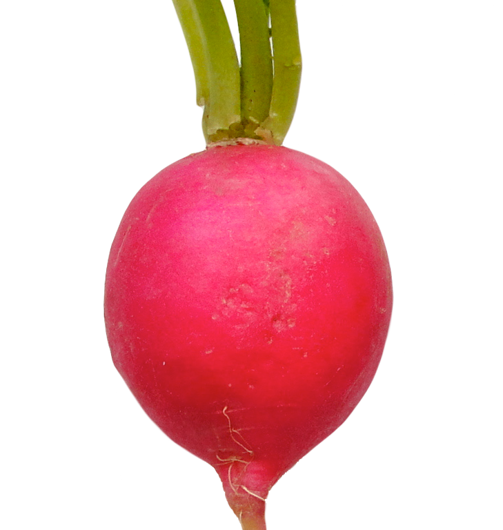 Red Radish PNG Download Afbeelding