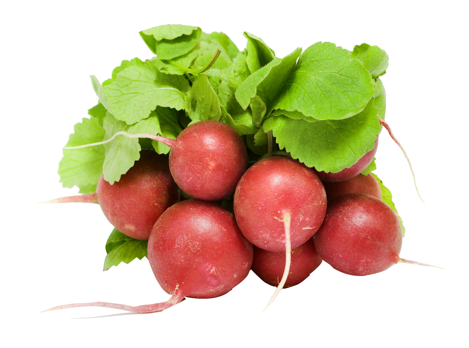 Red Radish PNG High-Quality Image