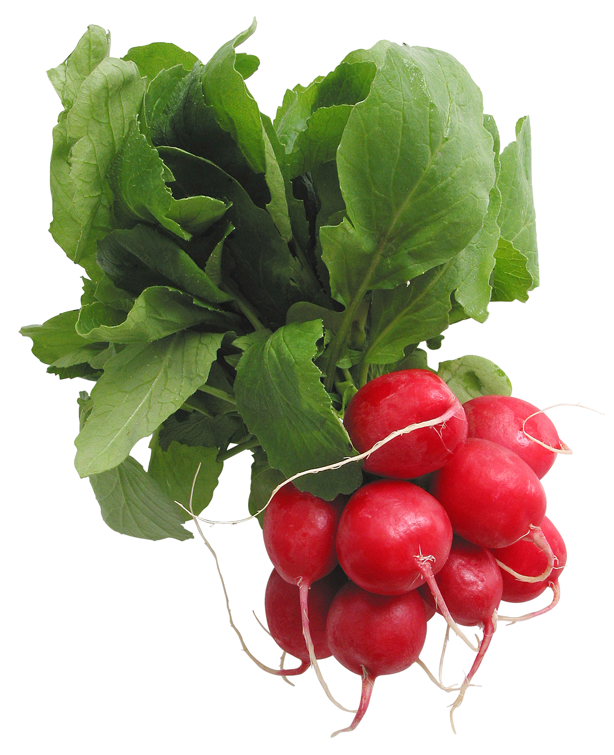 Red Radish PNG Pic