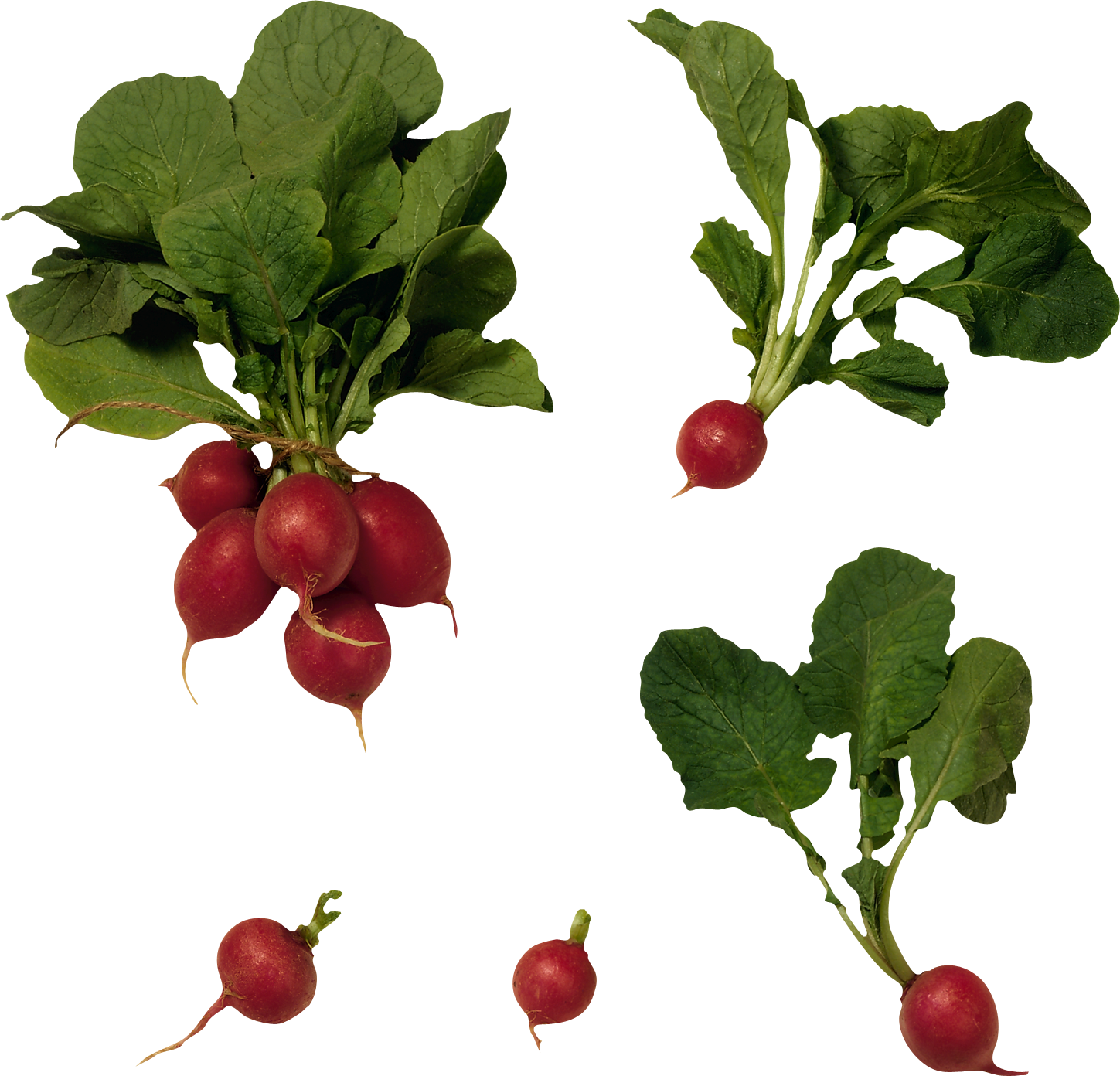 Red Radish PNG Picture