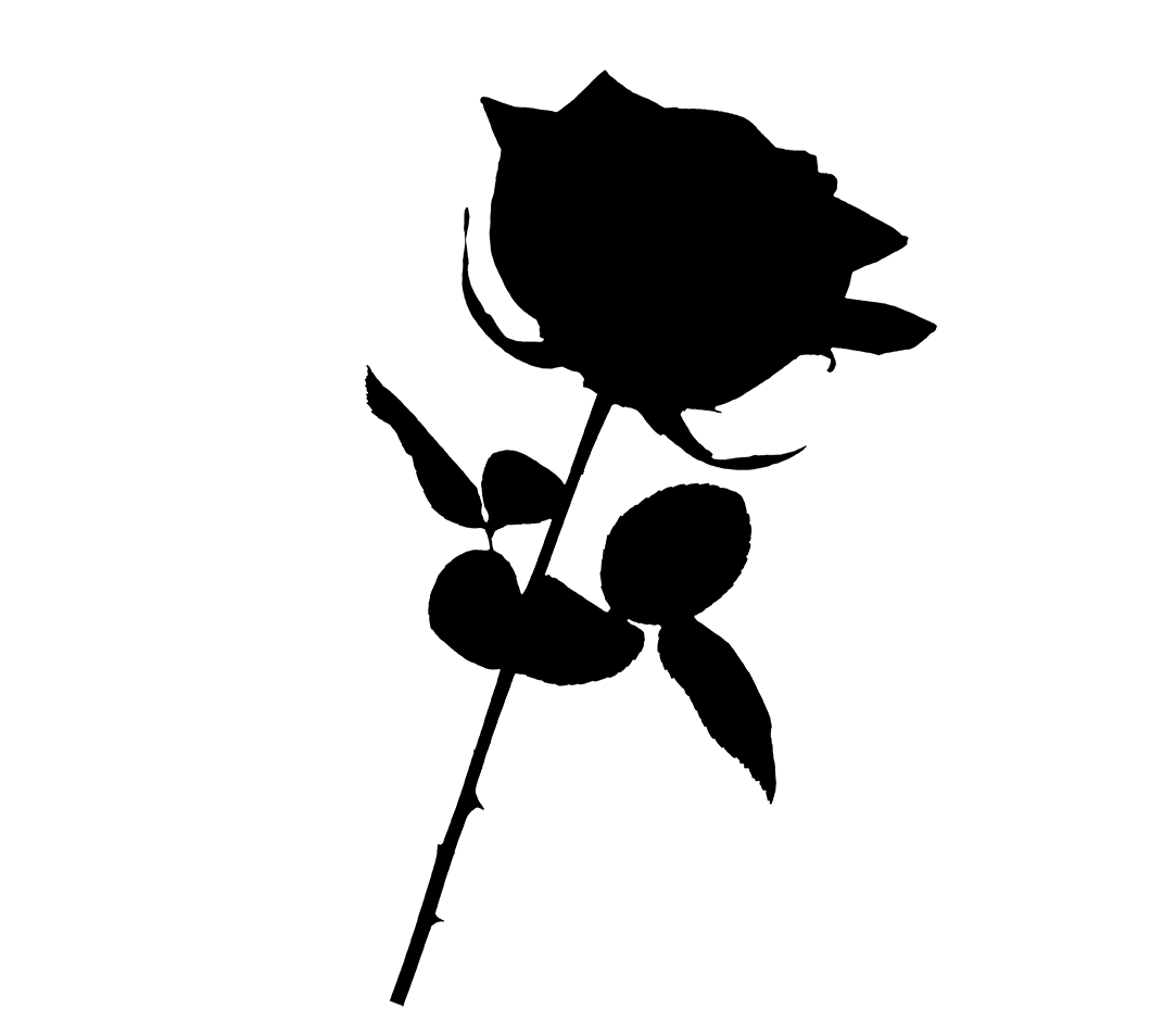 Vector zwart en wit roos PNG achtergrondfoto