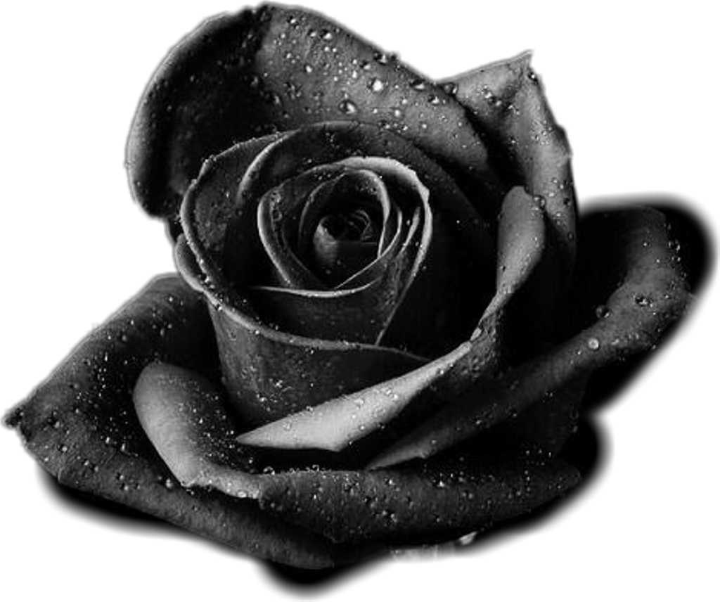 Vector zwart en wit roos PNG Foto Afbeelding