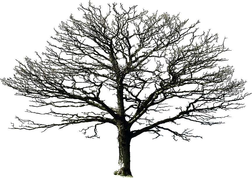Vector Black Tree PNG-Datei kostenlos Herunterladen
