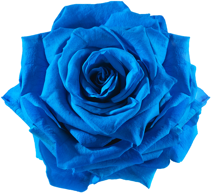 Vector Blue Flowers PNG Pic Background