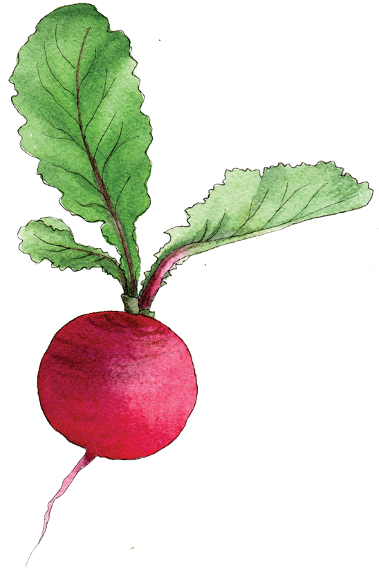 Vector Radish PNG Picture